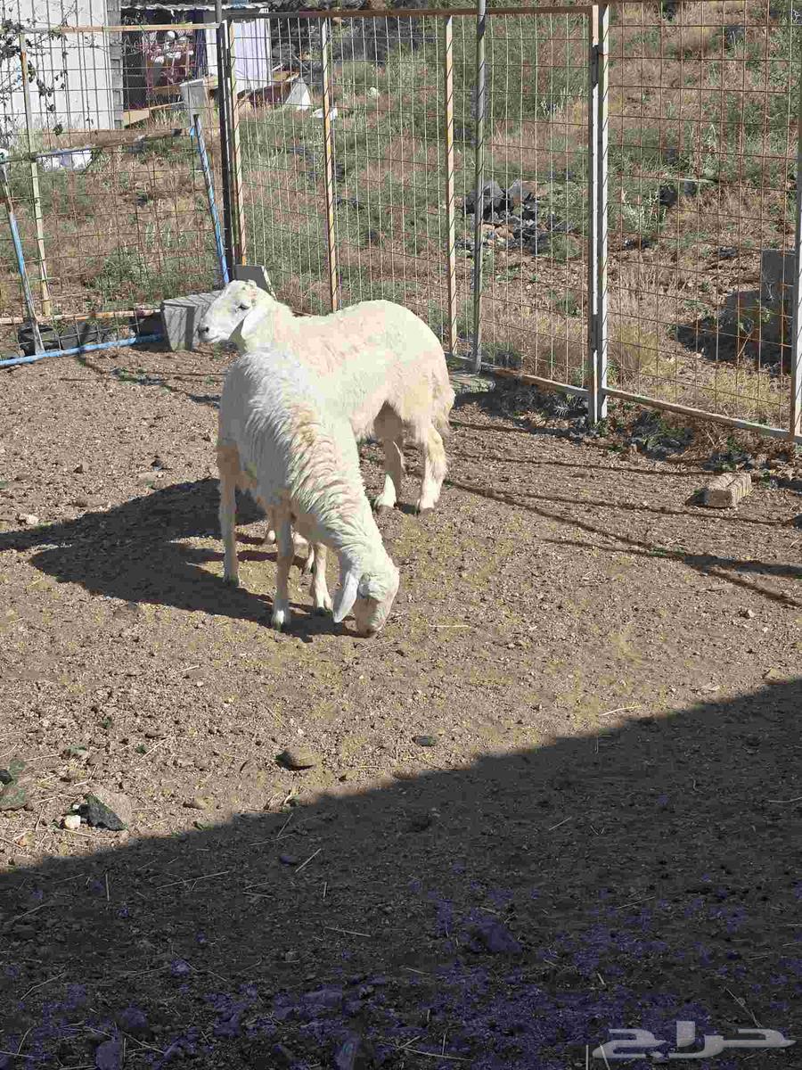 طليان حرية مع التوصيل64529179265282113