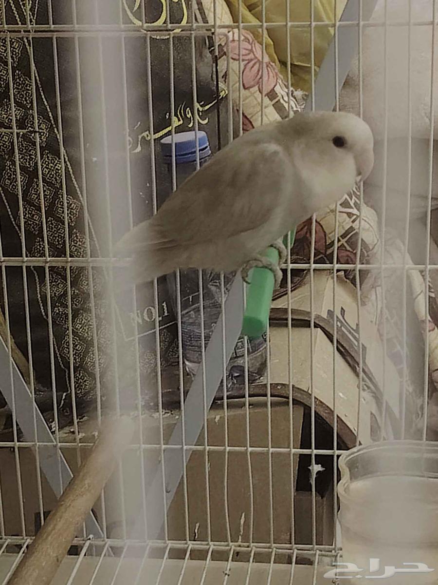 ذكر روز للبيع او البدل ب انثئ روز64527530672130112