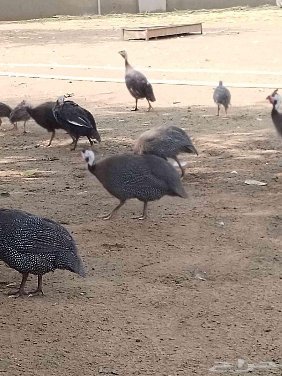 حجل اصيل للبيع64529391376897114