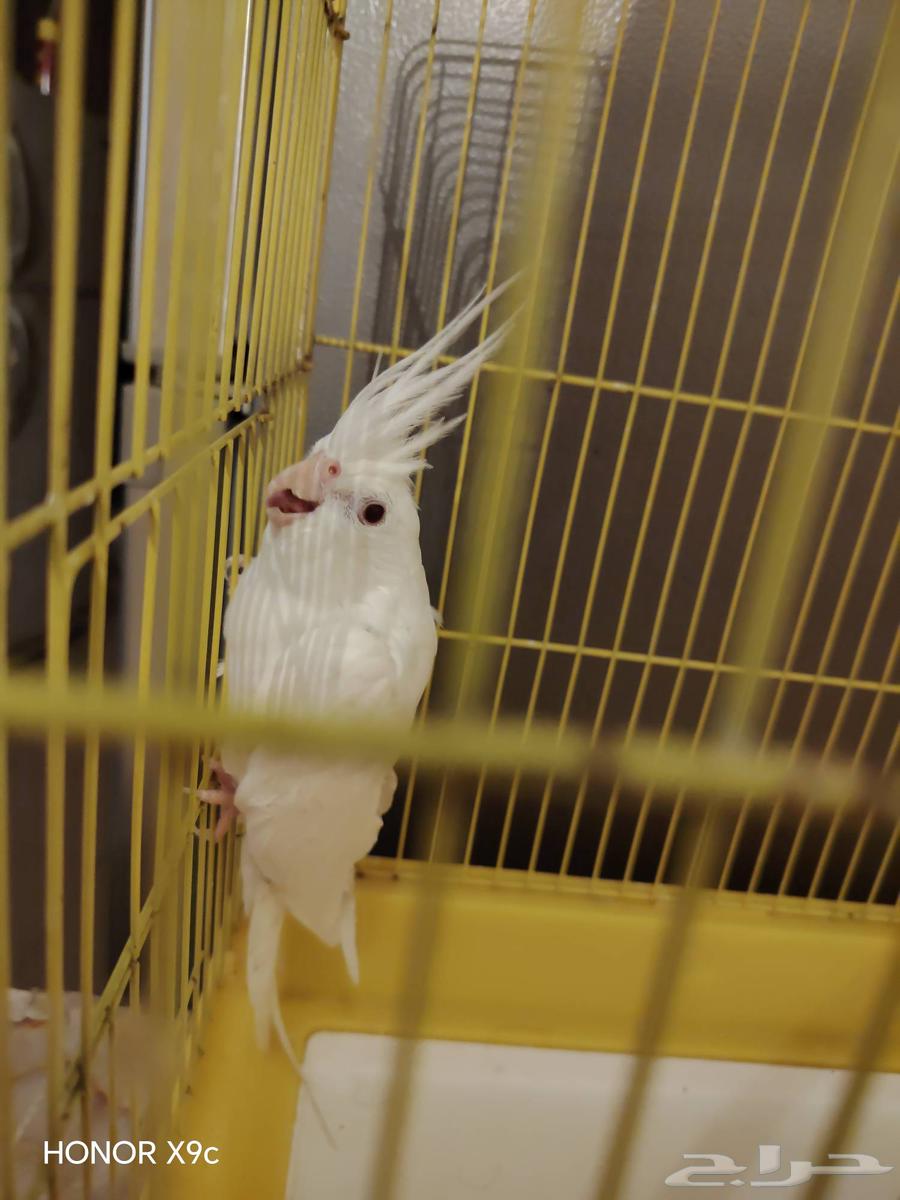 أنثى البينو للبيع64534536885249113