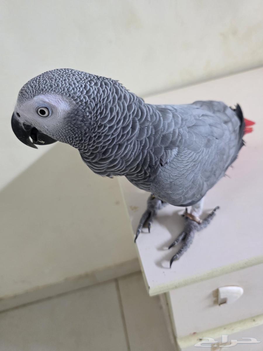 بغباء كاسكو افريقي انثى64529235934211113