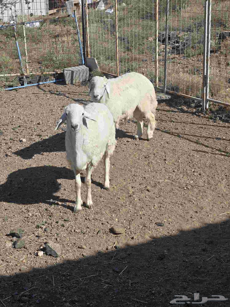 طليان حرية مع التوصيل64529179265282112