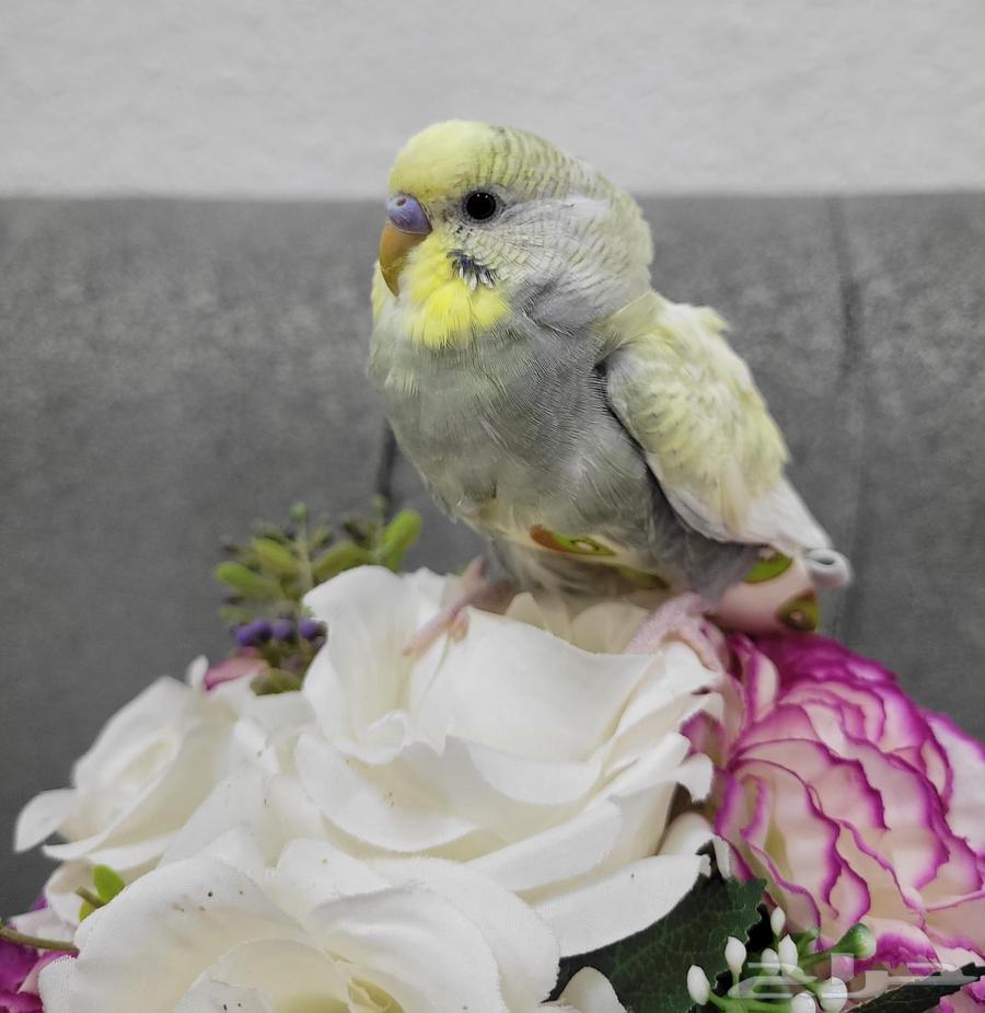 بادجي ذكور تطلب تزاوج64530571848577113