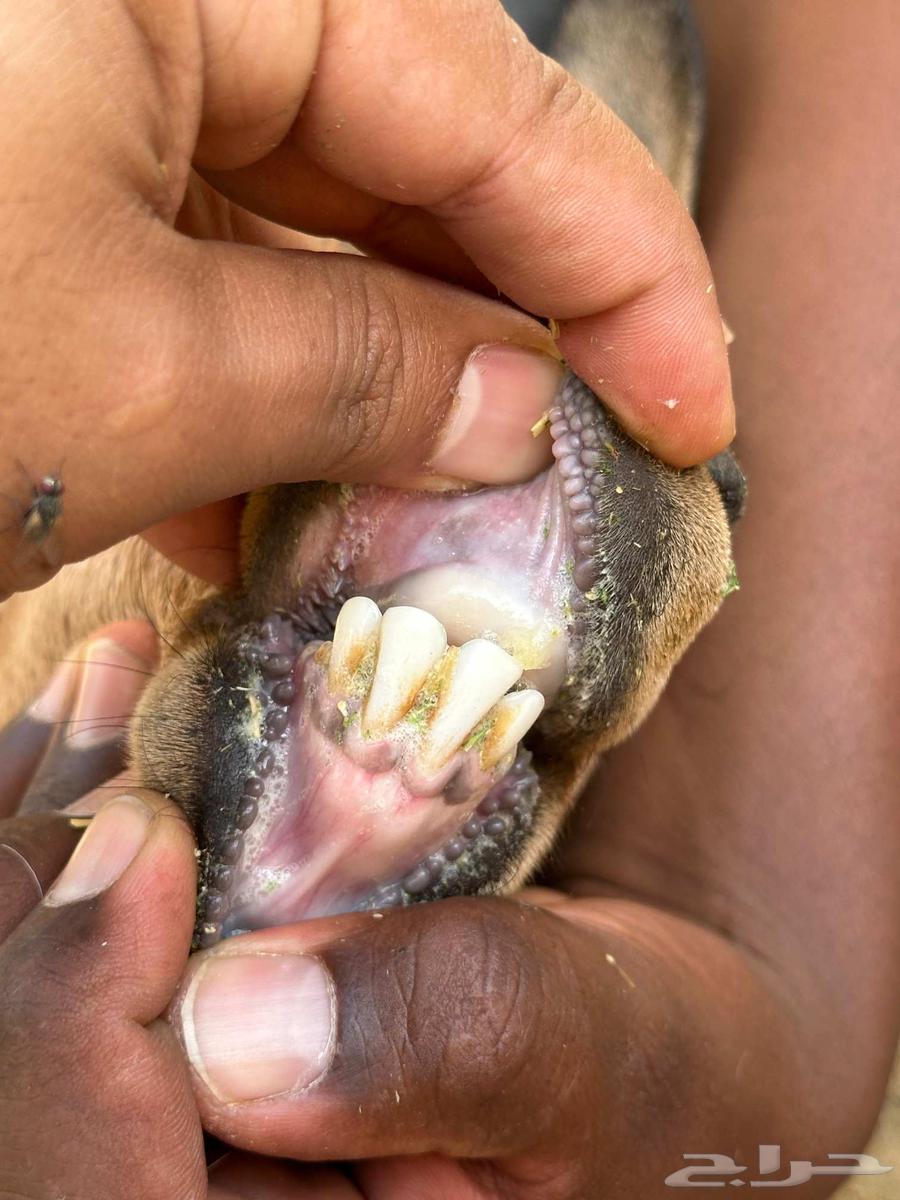 معزا دهم مضاريع منوت القاني معزا حمر64528950575107111