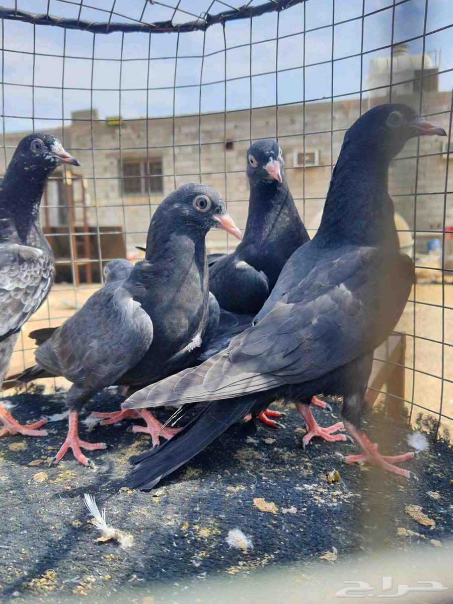 RAMAT SUD64532226936833112