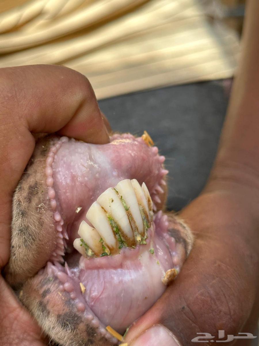 معزا دهم مضاريع منوت القاني معزا حمر64528950575107113