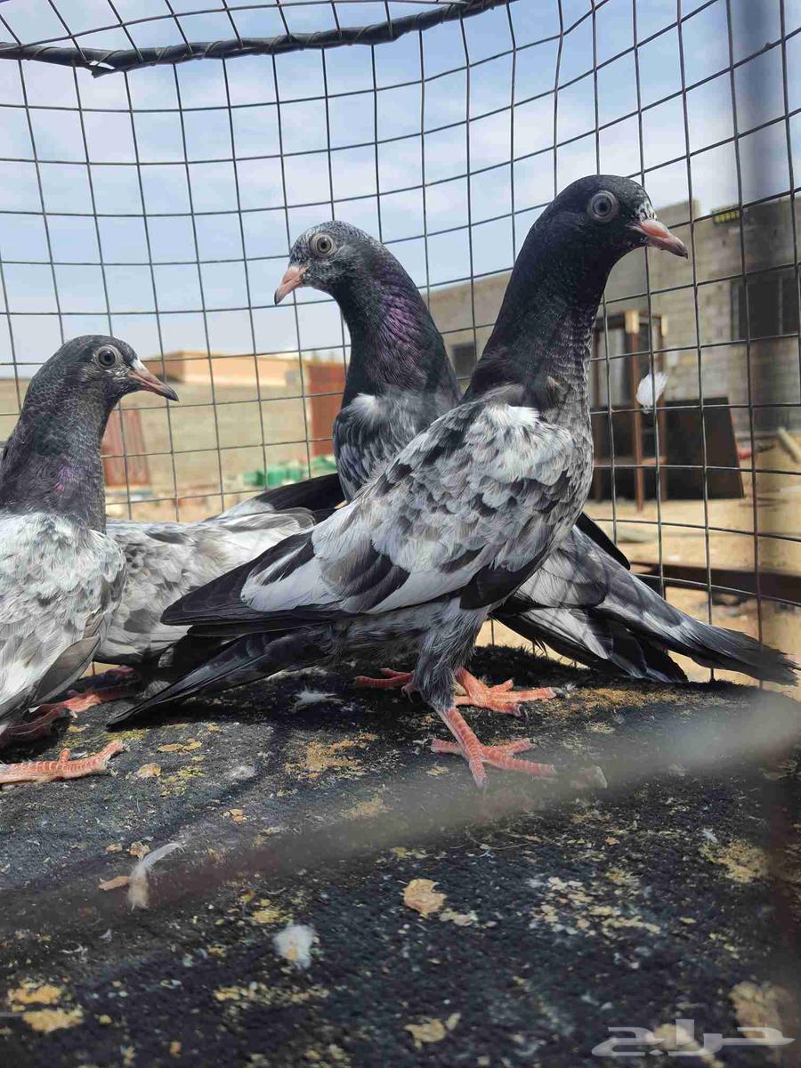 RAMAT SUD64532226936833110