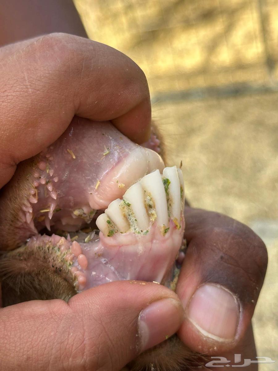 معزا دهم مضاريع منوت القاني معزا حمر64528950575107114