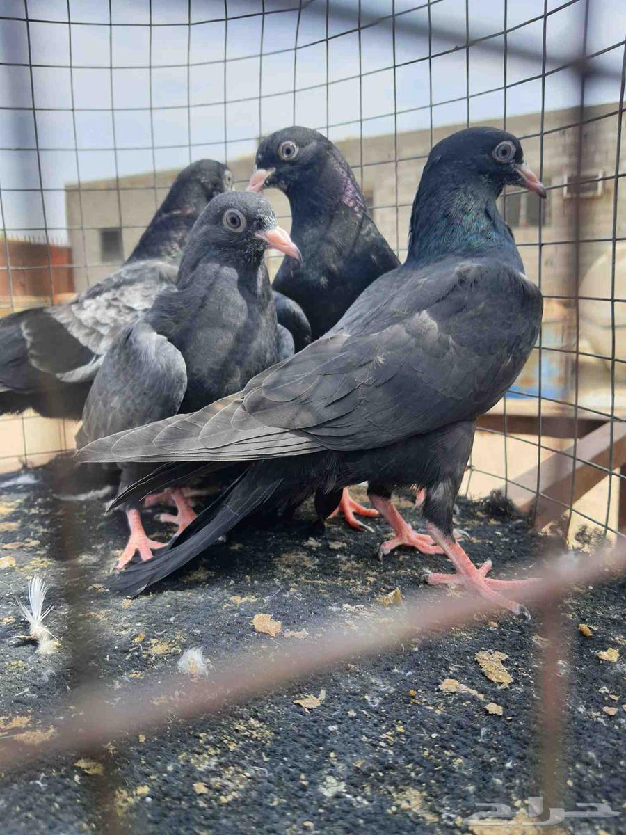 RAMAT SUD64532226936833114