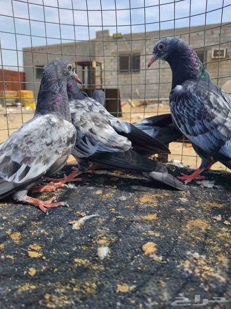 RAMAT SUD64532226936833113