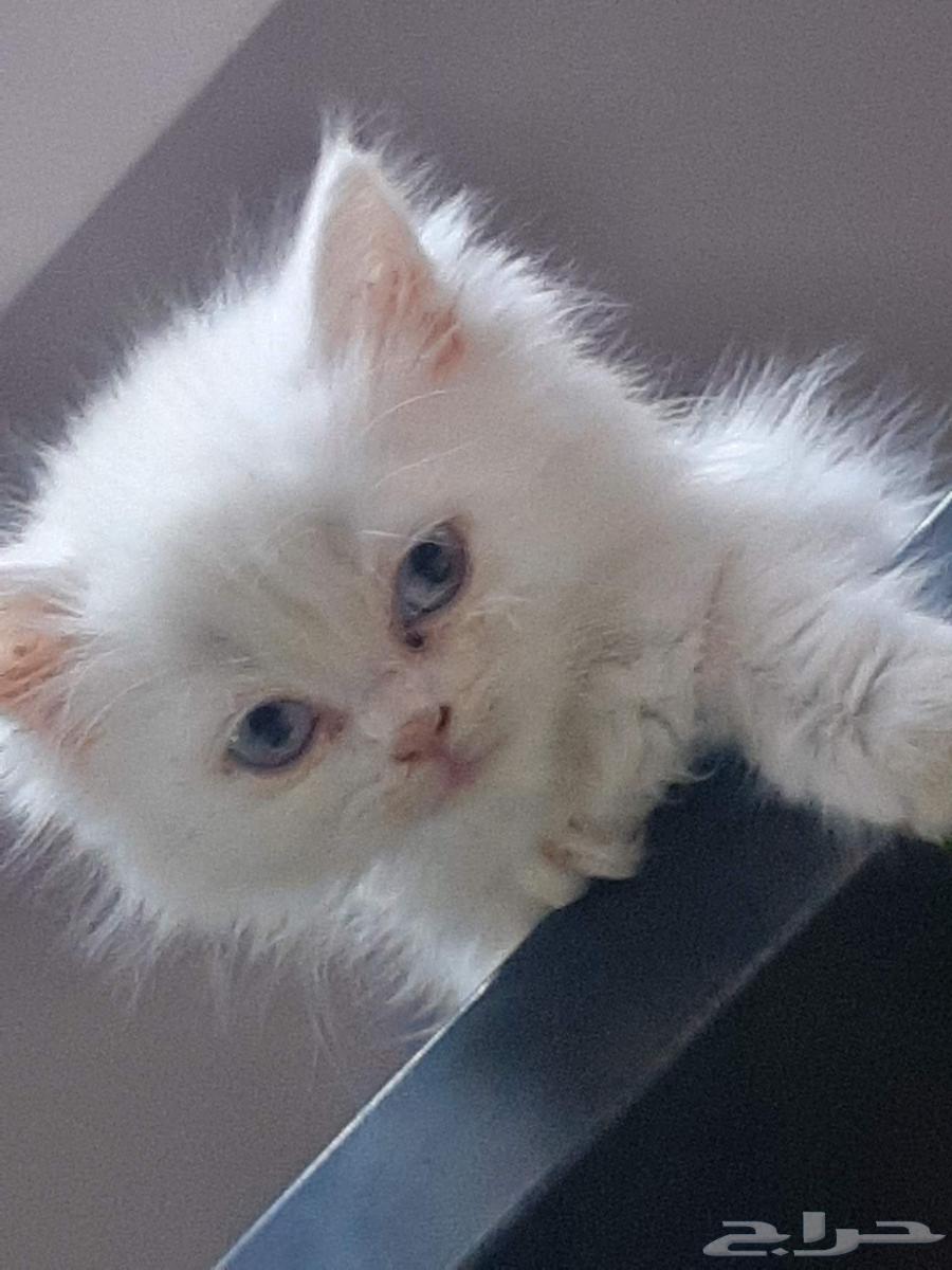 قطه شيرازي عيونه سماويه أنثى64532437968257111