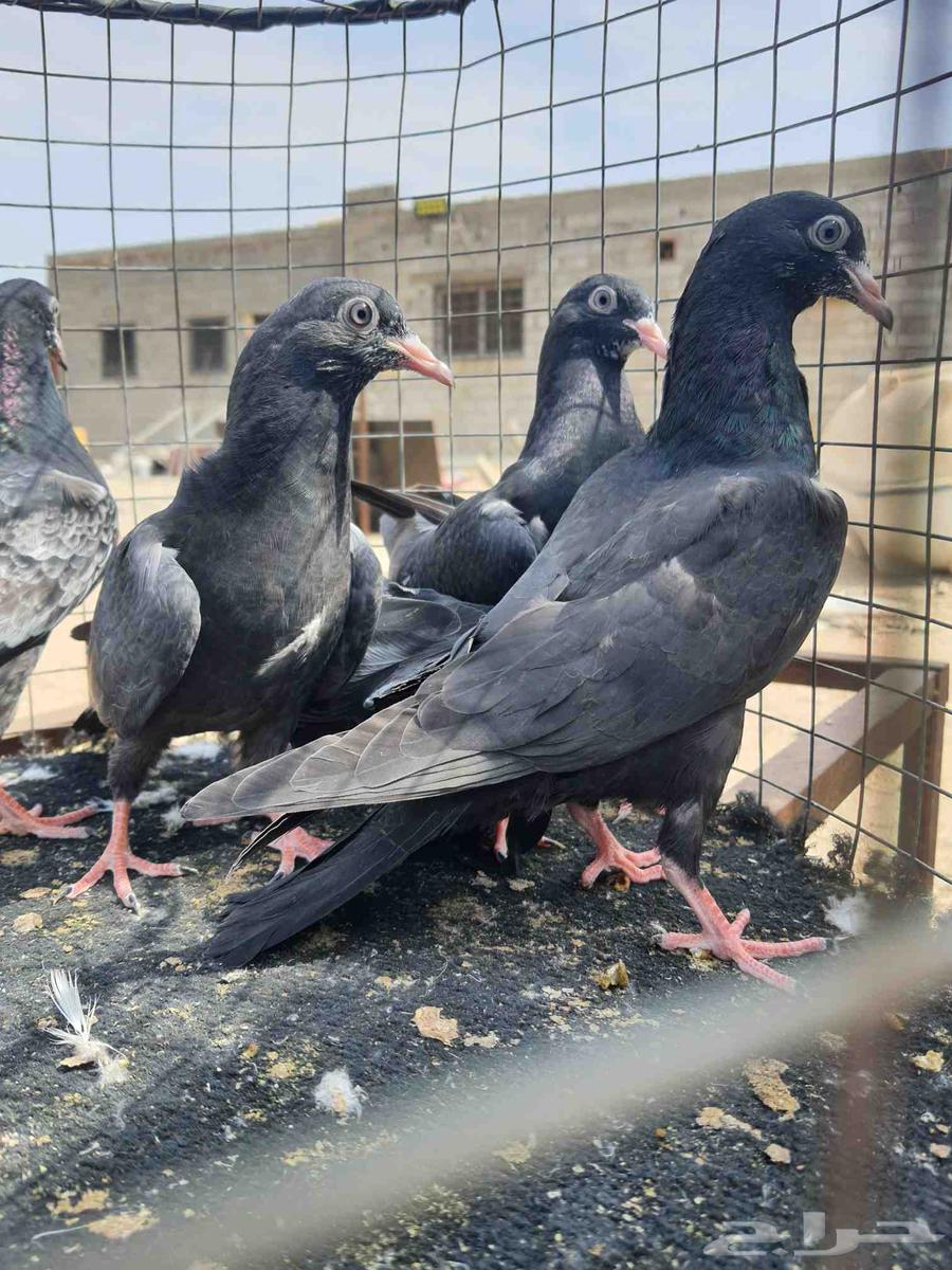 RAMAT SUD64532226936833111