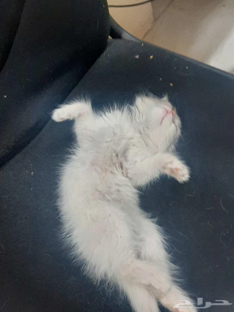 قطه شيرازي عيونه سماويه أنثى64532437968257112