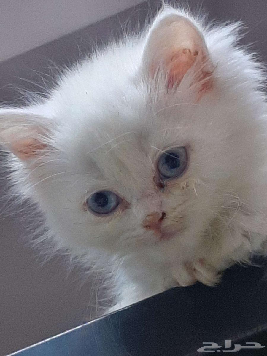 قطه شيرازي عيونه سماويه أنثى64532437968257110