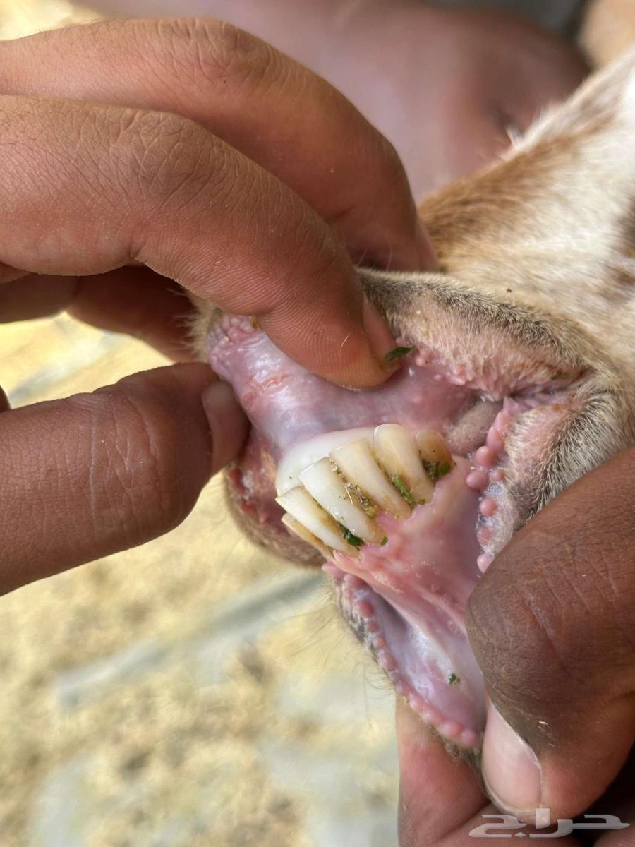 معزا دهم مضاريع منوت القاني معزا حمر64528950575107110