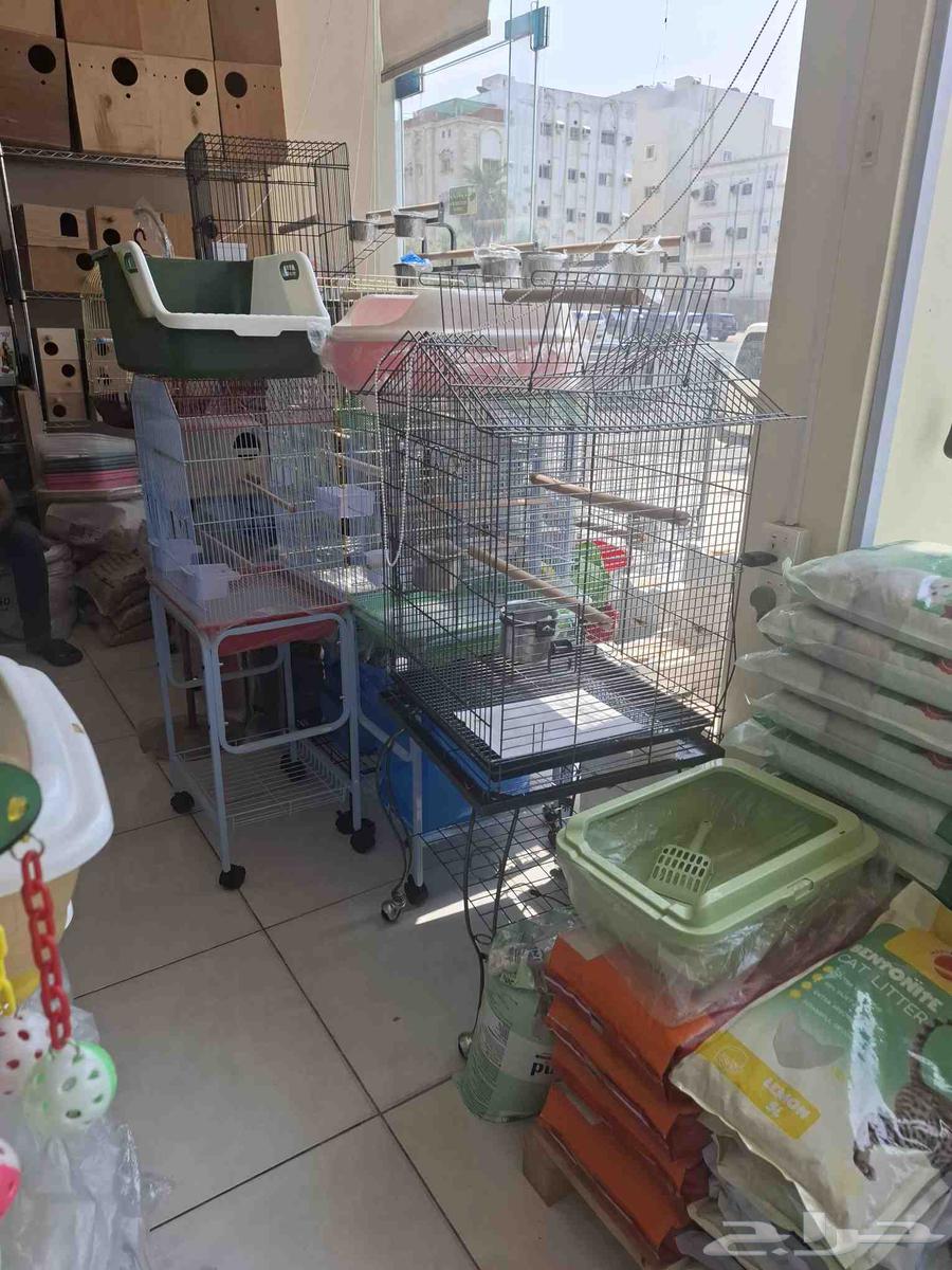 اقفاص ببغاء مكاو قالا بلوفرنتد سلفر كاسكو دبل هد64529655439490114