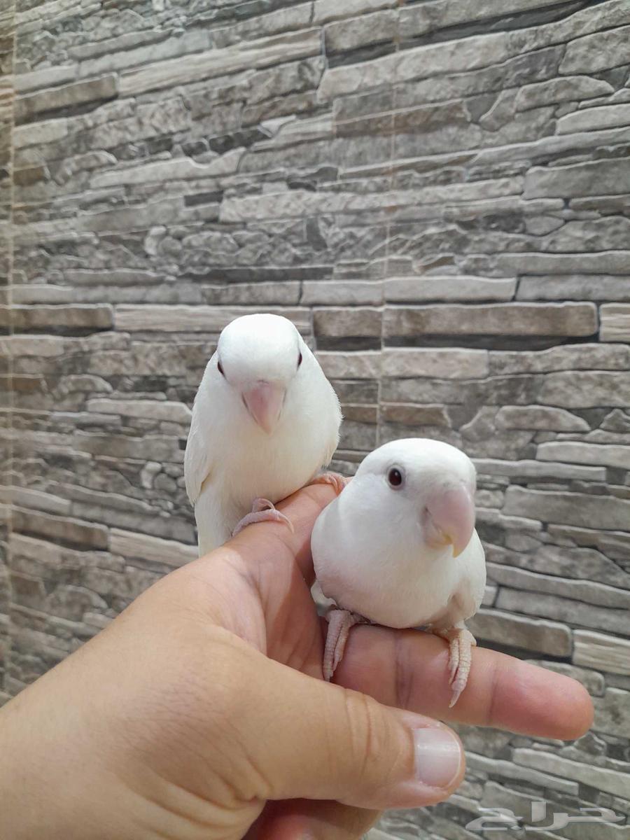 طيور روز زوج أليفين64528710440578112