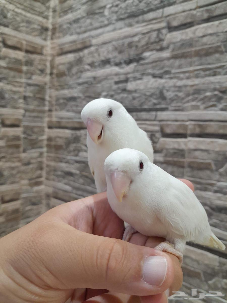 طيور روز زوج أليفين64528710440578111