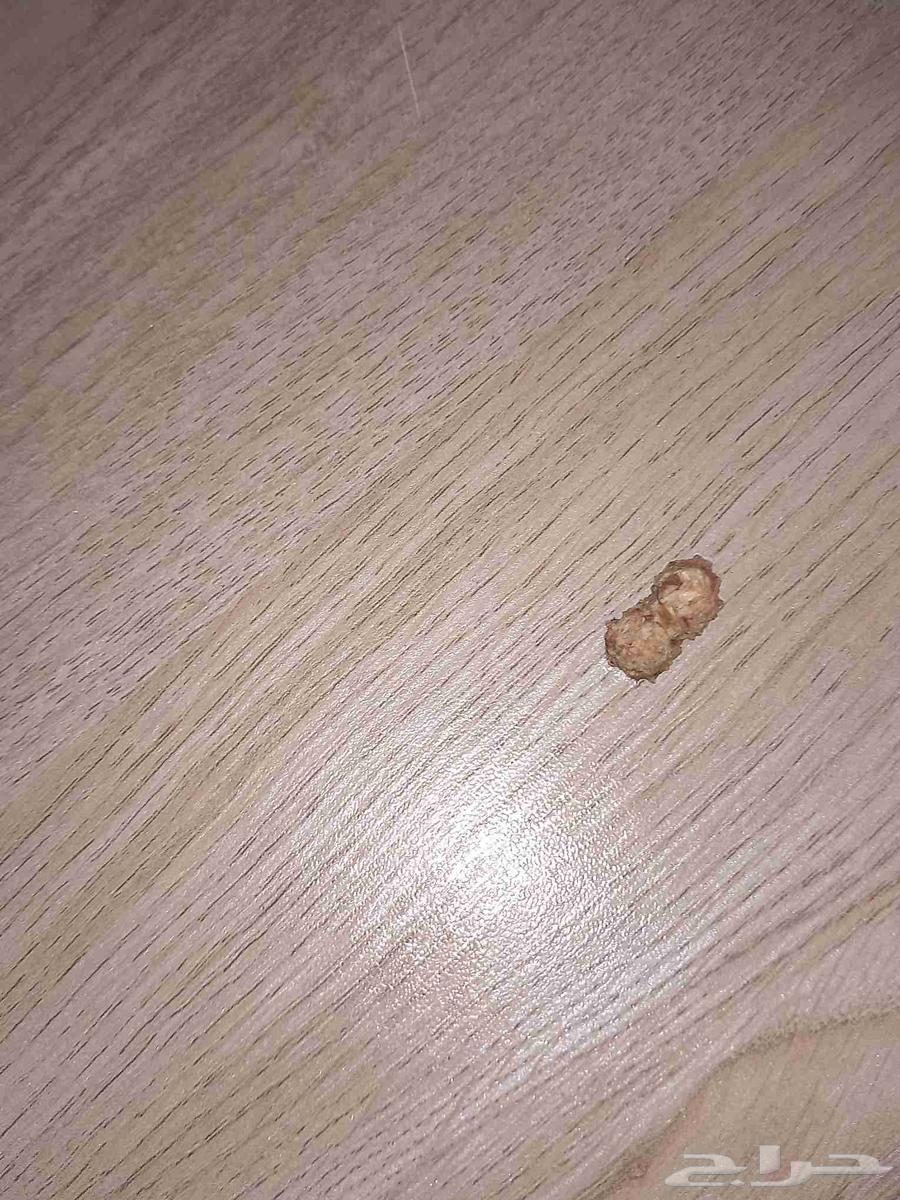 طاوله ارضيه كبيره جدا64530177335169114