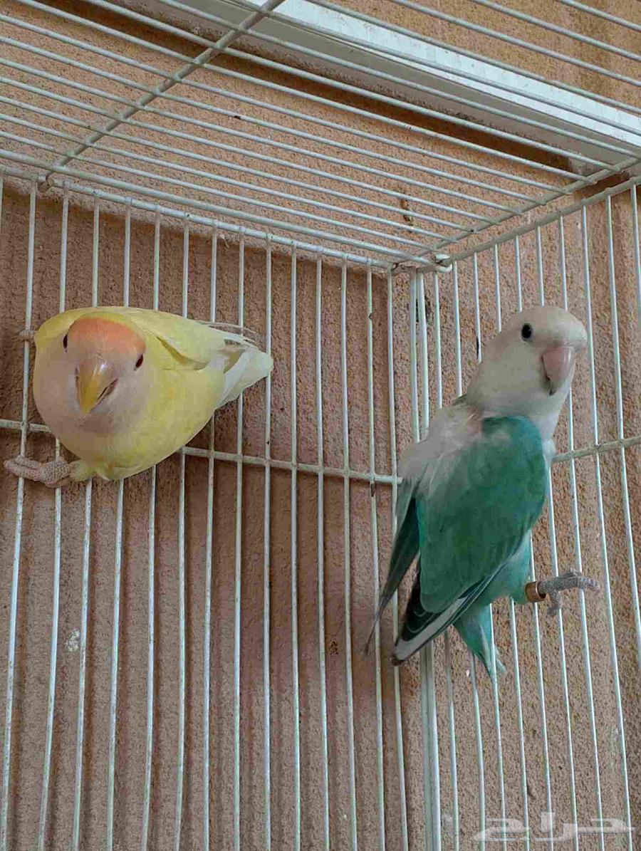 طيور روز64529698180227111