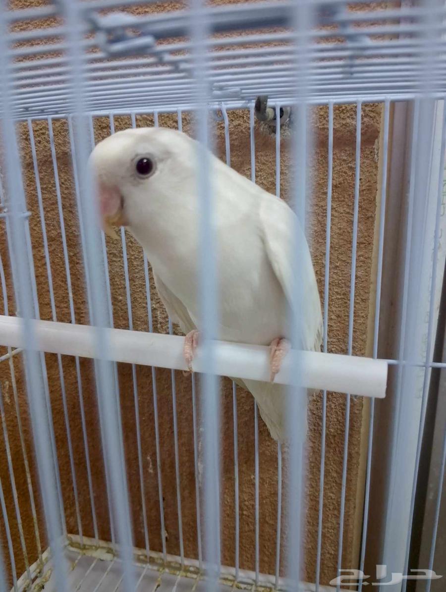 طيور روز64529698180227112