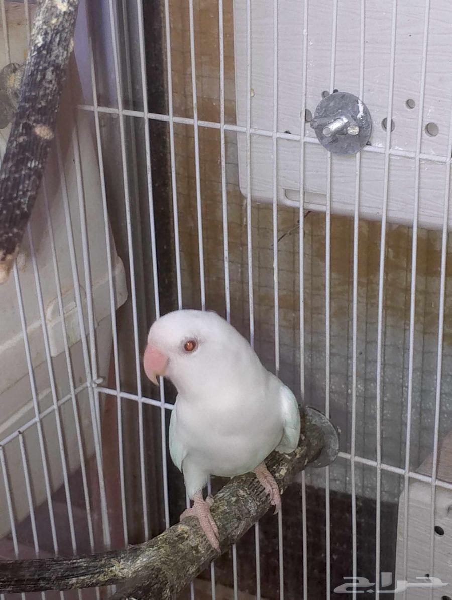 طيور روز64529698180227113