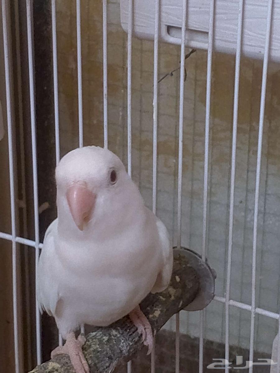 طيور روز64529698180227114