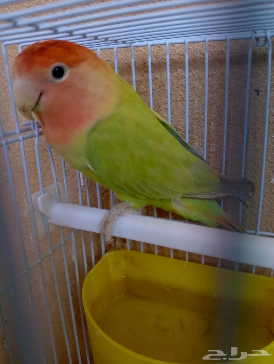 طيور روز64529698180227110