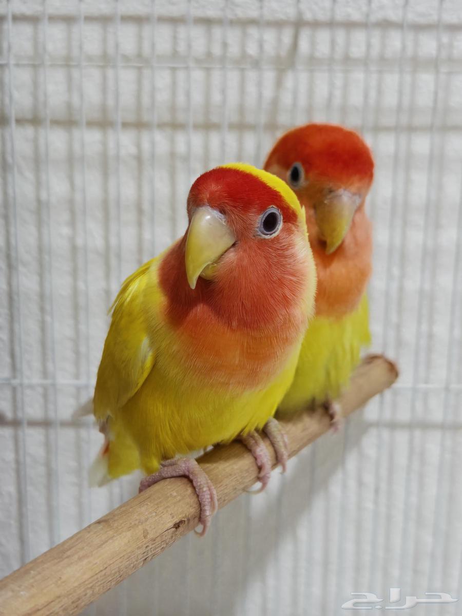 طيور للبيع جمله64529669820162111