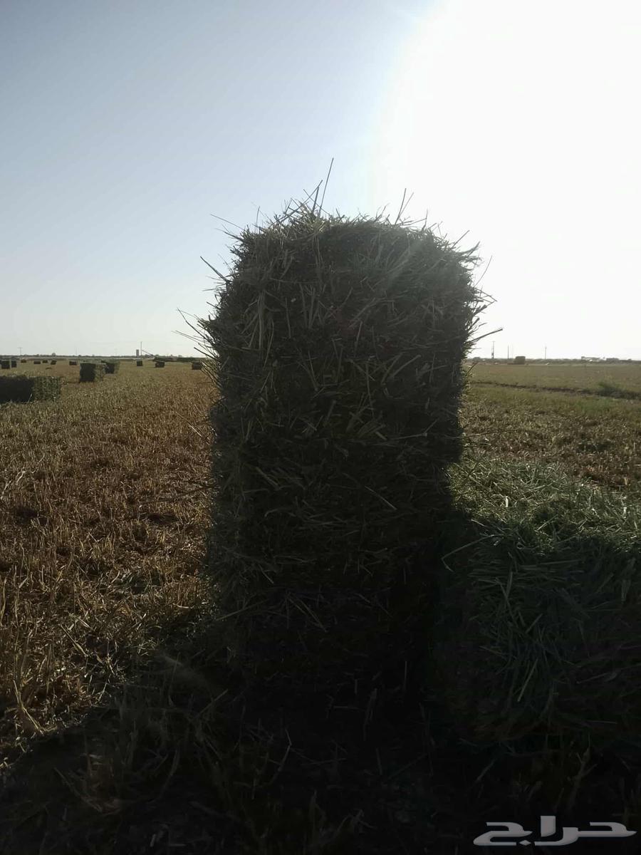 علف بلبنك للبيع العلف طيب وشد طيب السعر 1864527348133379110