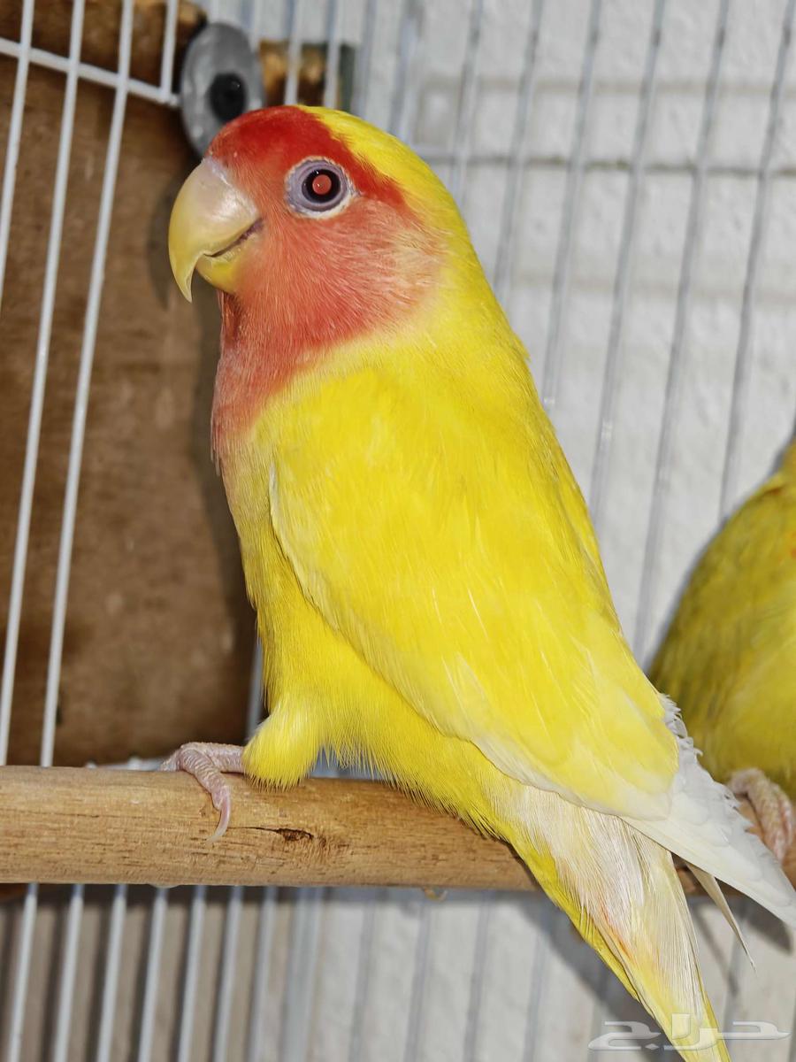 طيور للبيع جمله64529669820162112