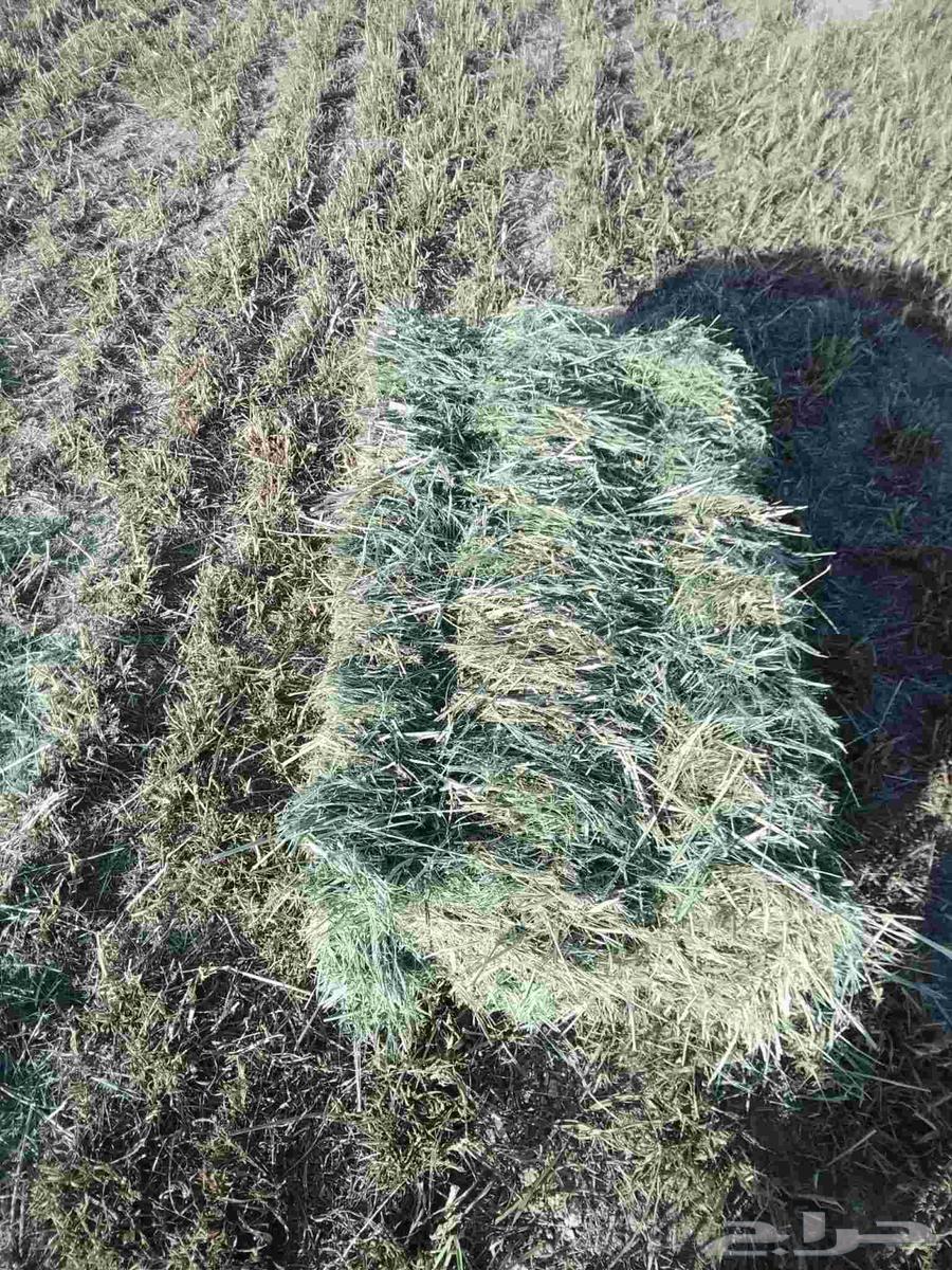 علف بلبنك للبيع العلف طيب وشد طيب السعر 1864527348133379112