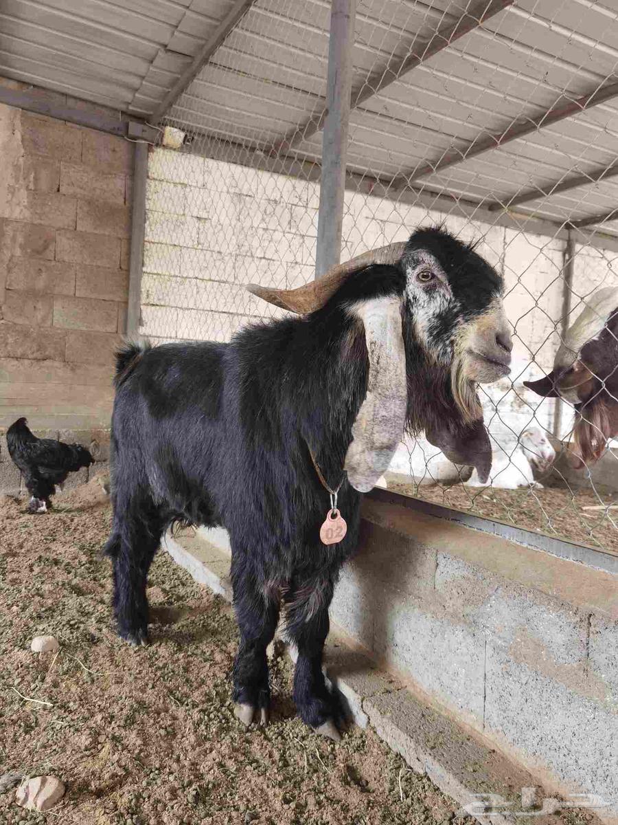 Random goat ((Sold))64514789611651110