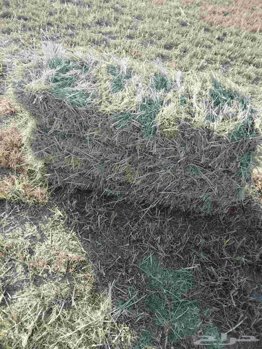 علف بلبنك للبيع العلف طيب وشد طيب السعر 1864527348133379113