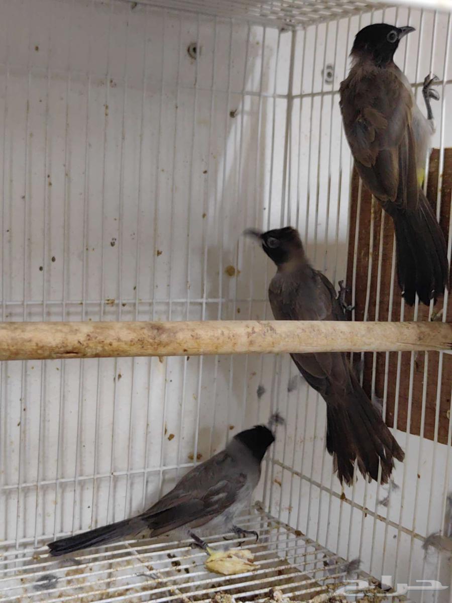 بلابل طايفي64532466101763110