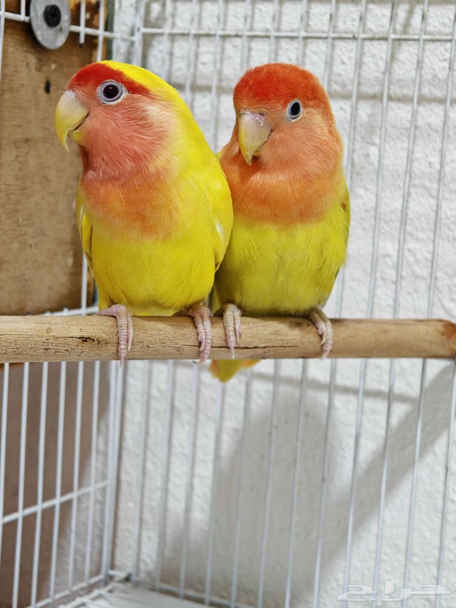 طيور للبيع جمله64529669820162110