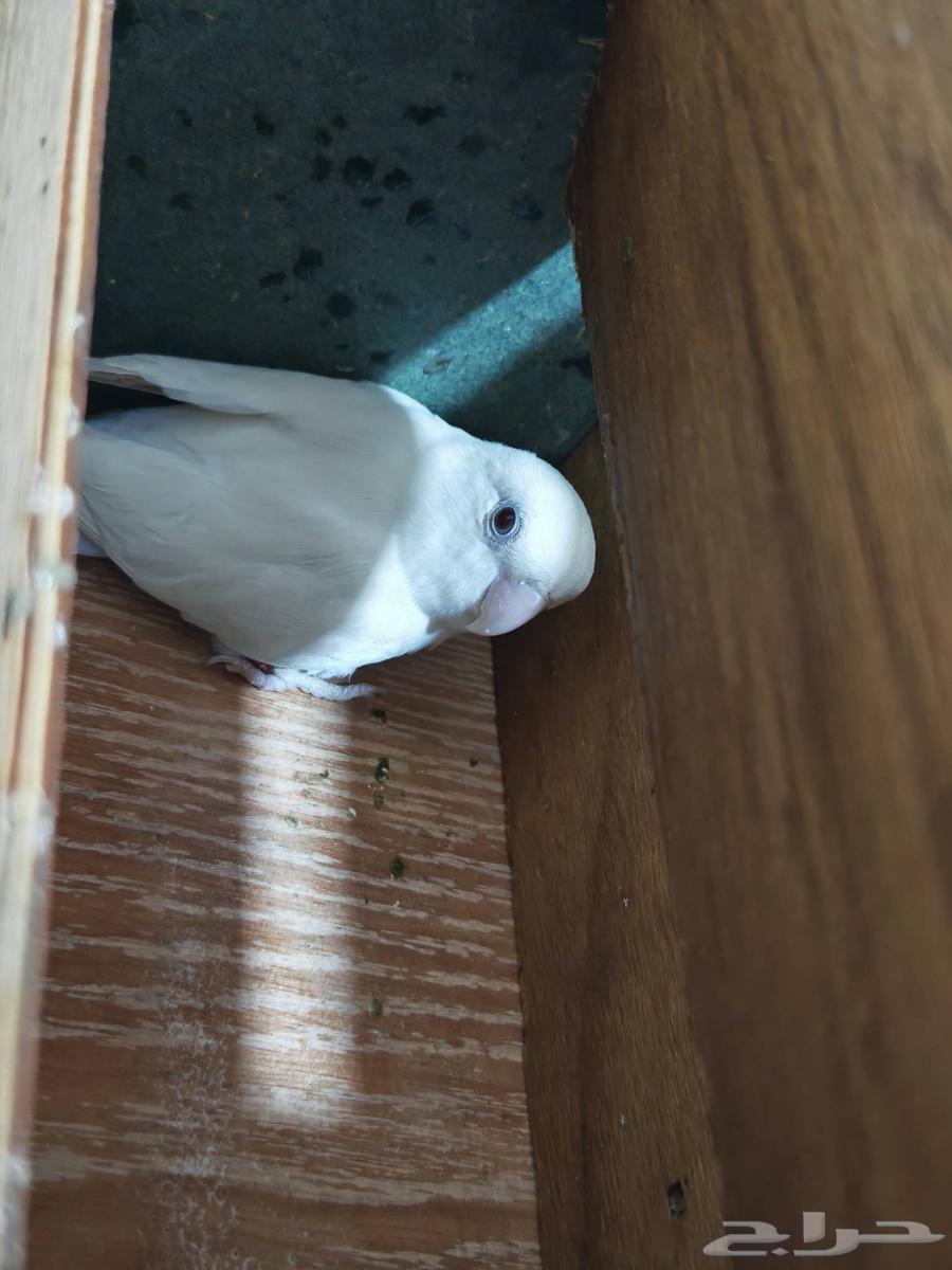 طيور للبيع جمله64529669820162114