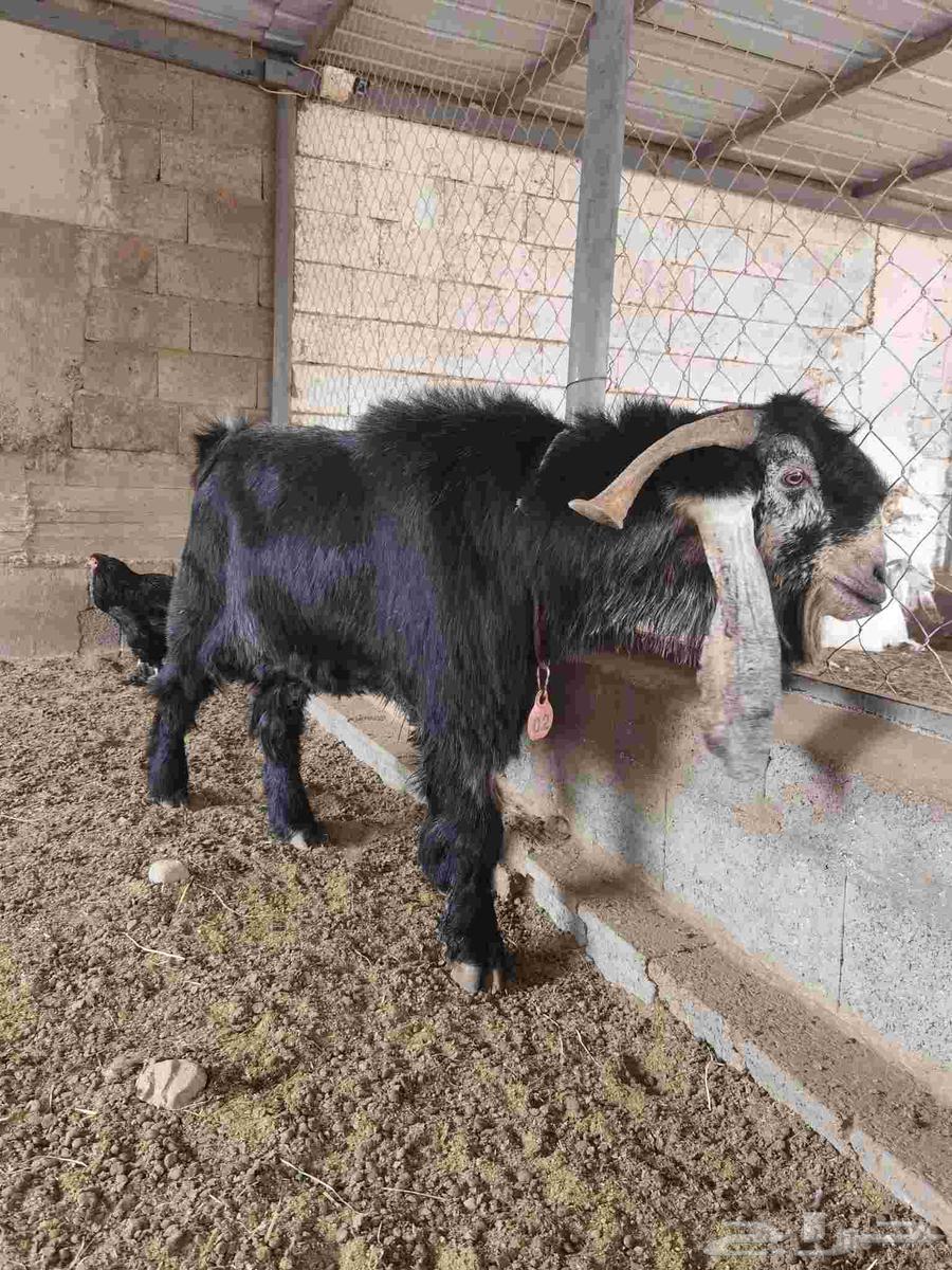 Random goat ((Sold))64514789611651113