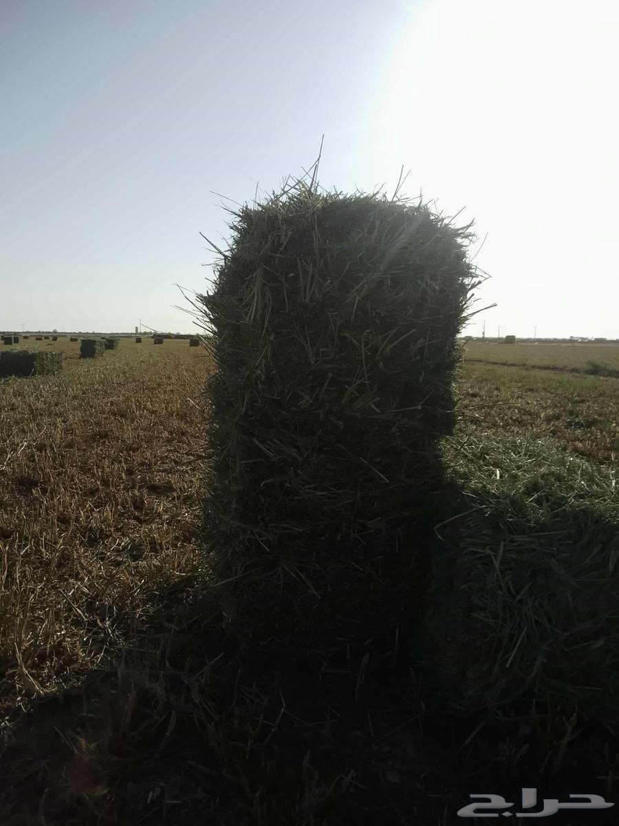 علف بلبنك للبيع العلف طيب وشد طيب السعر 1864527348133379111