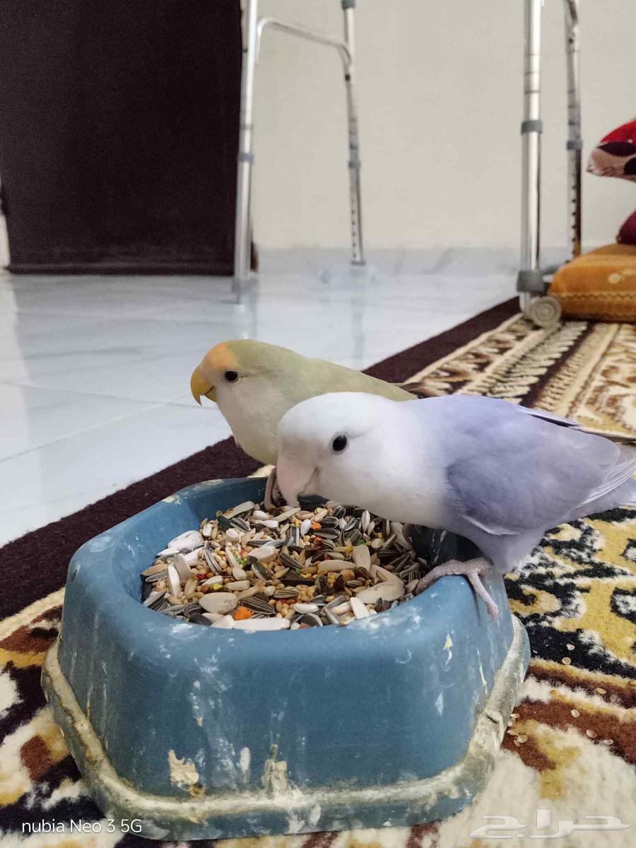 زوج روز اليف ومنتج64472089895171110