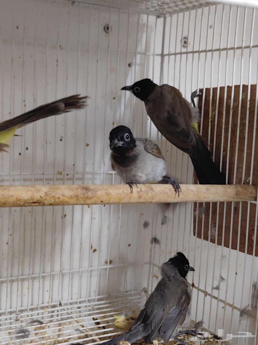 بلابل طايفي64532466101763111