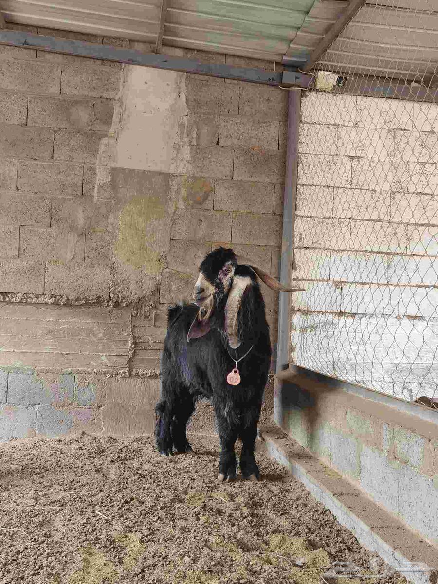 Random goat ((Sold))64514789611651112