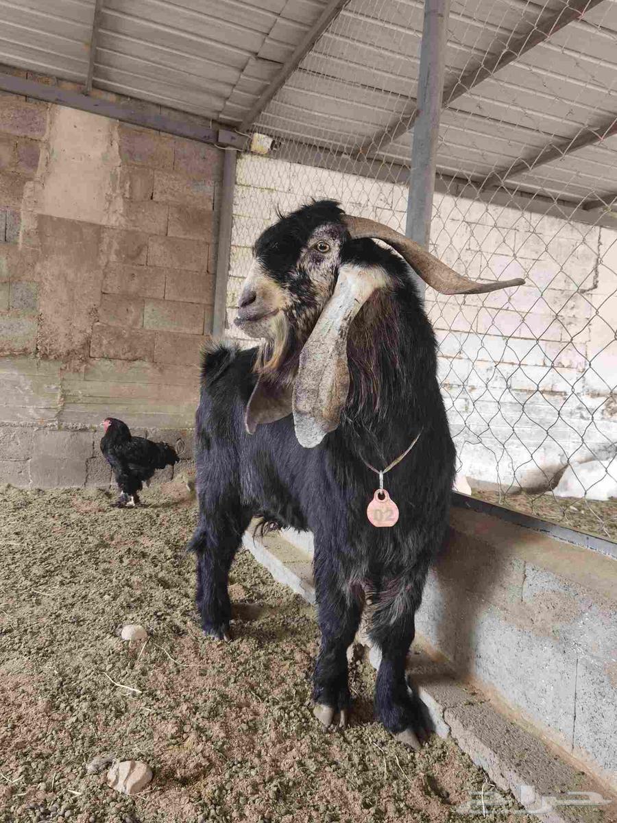 Random goat ((Sold))64514789611651111