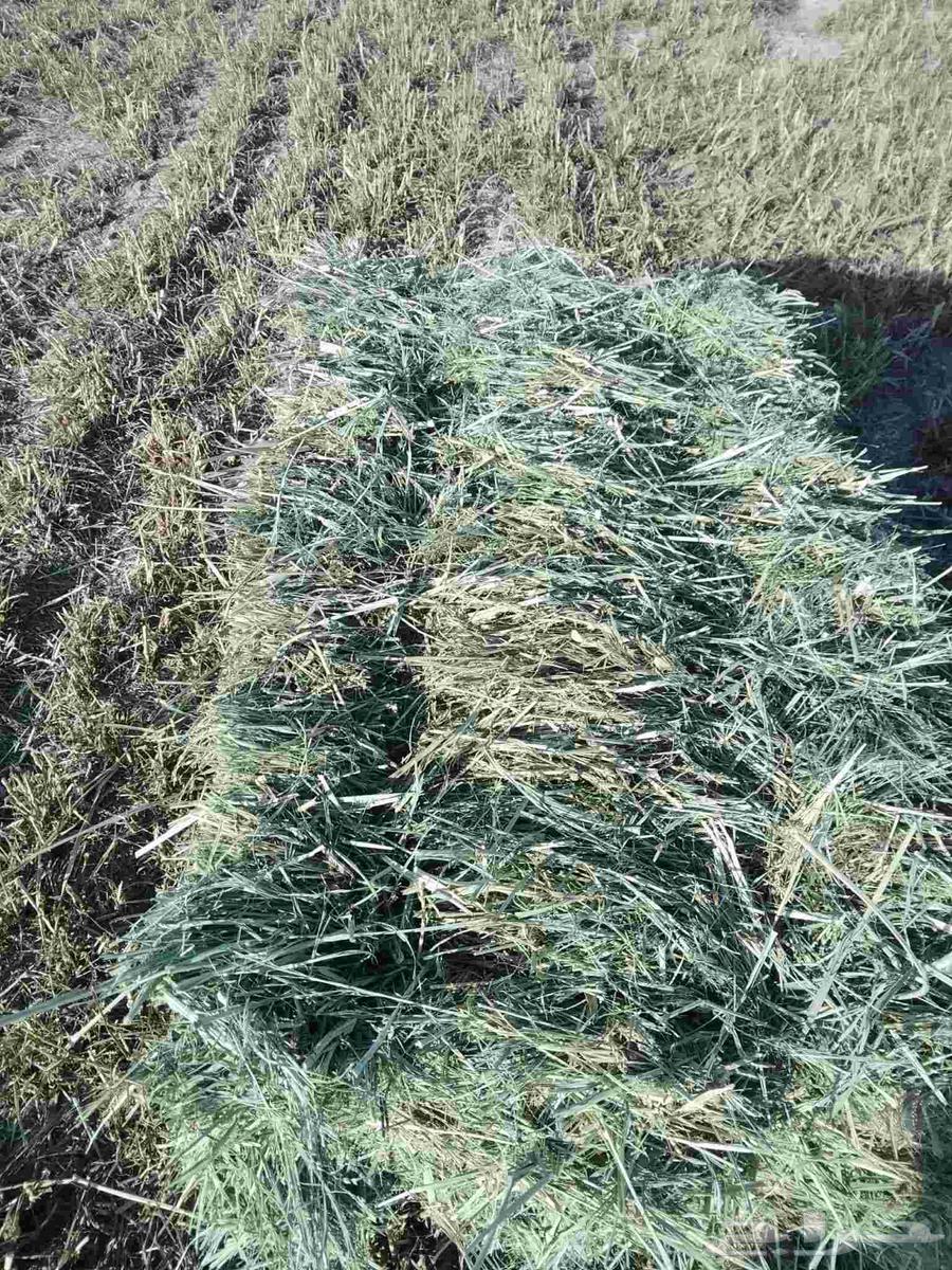 علف بلبنك للبيع العلف طيب وشد طيب السعر 1864527348133379114