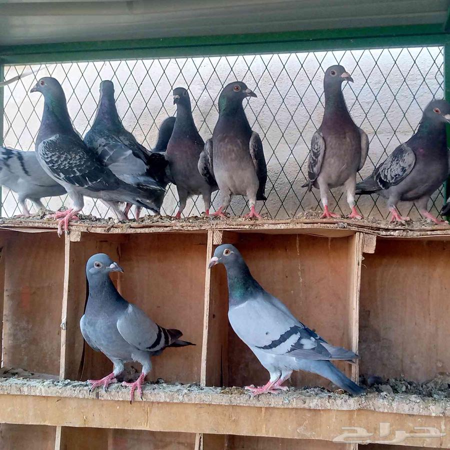 زواجل للبيع والبيع سمح تم البيع64528836977411114