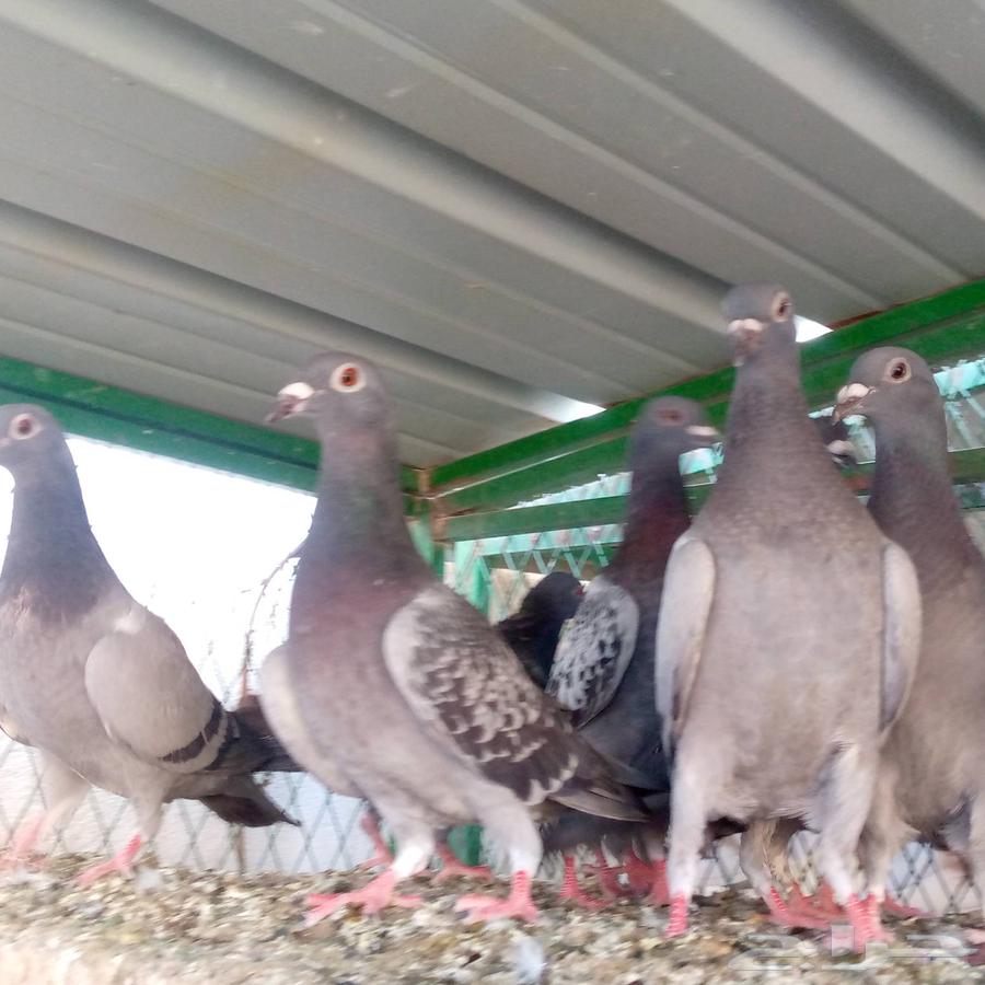 زواجل للبيع والبيع سمح تم البيع64528836977411111