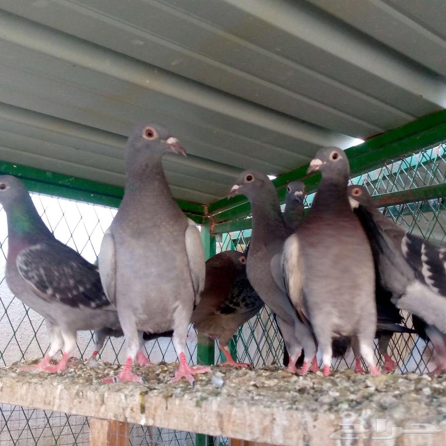 زواجل للبيع والبيع سمح تم البيع64528836977411112