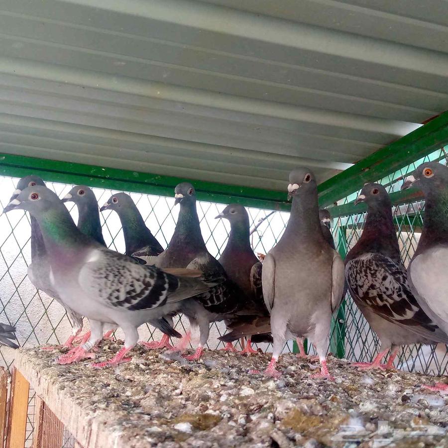 زواجل للبيع والبيع سمح تم البيع64528836977411113