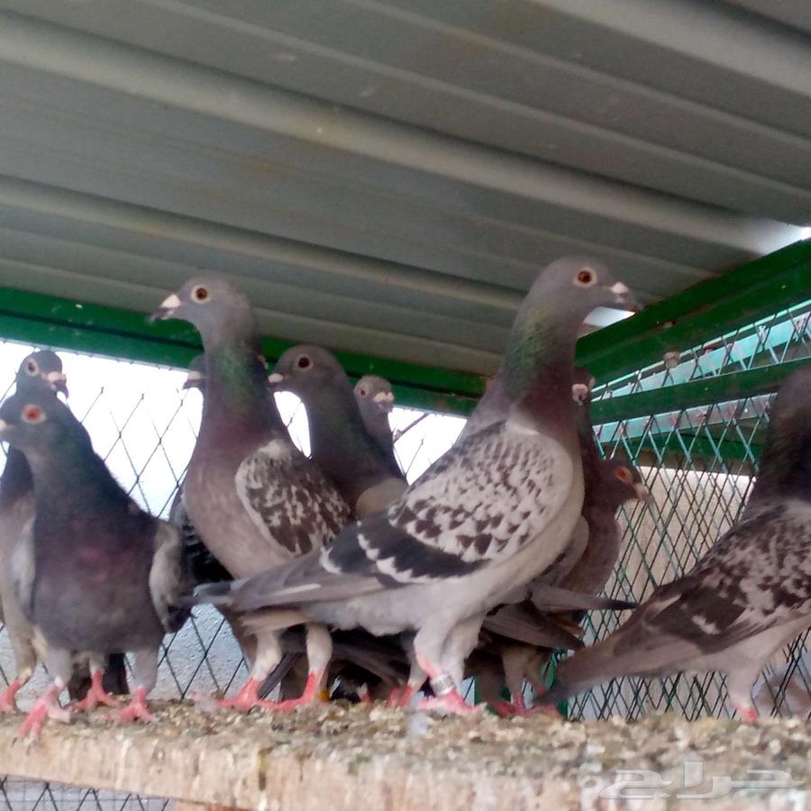 زواجل للبيع والبيع سمح تم البيع64528836977411110