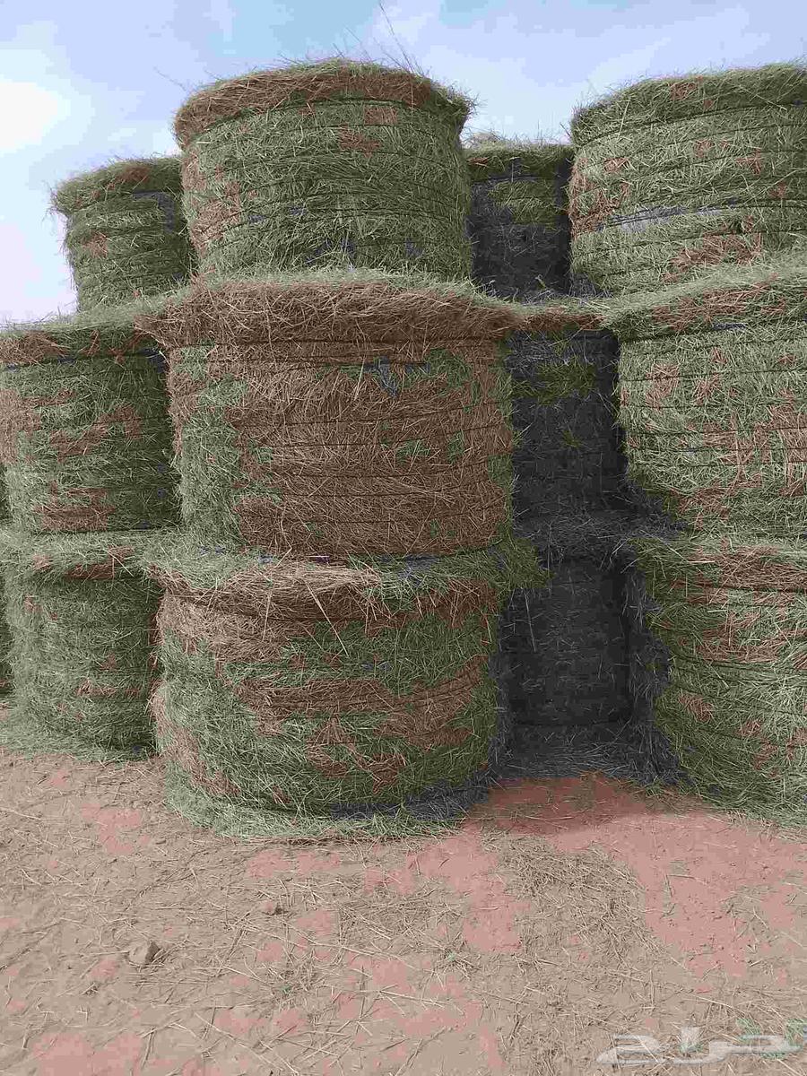 السلام عليكم ورحمه الله لفات رودس جديد المذنب64528593906817112